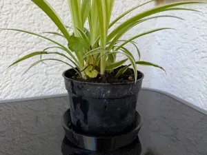 Printable Water Catch Tray for Flower Pots