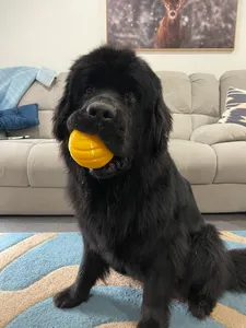 TPU Doggo Ball for all the best Bois and Girls
