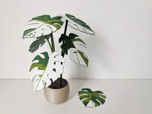Monstera variegata plant with 6 leaf coasters