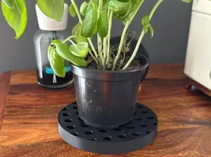 plant saucer