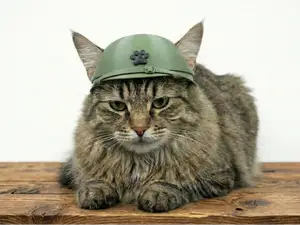 Tactical Cat Helmet