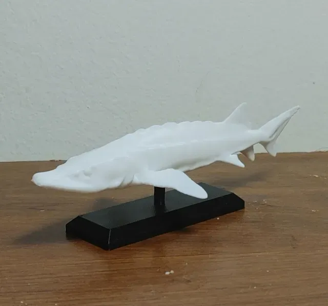 Sturgeon Fish Mount 2 — Фото 3 из 4