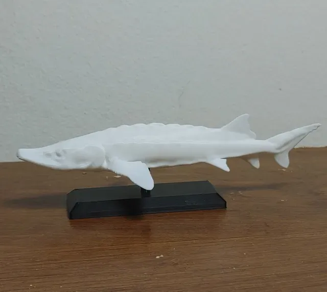 Sturgeon Fish Mount 2 — Фото 4 из 4
