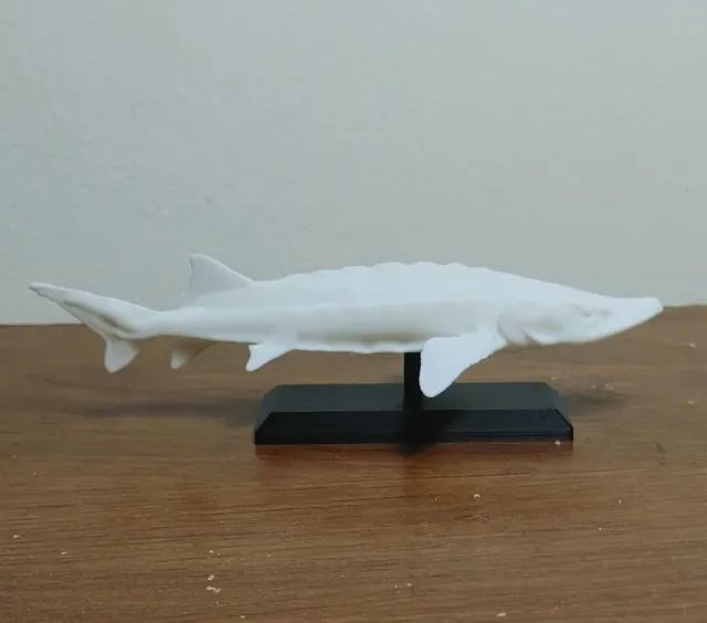 Sturgeon Fish Mount 2 — Фото 2 из 4