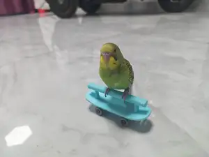 宠物鹦鹉指尖滑板