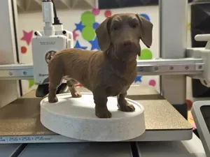 DACHSHUND PELO DURO