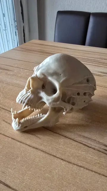 Dämonenschädel | Demon Skull — Фото 4 из 7