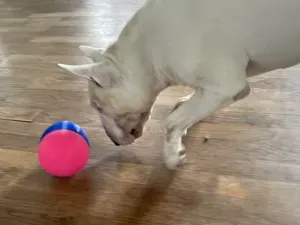 Dog toy treat dispenser - The Blimp