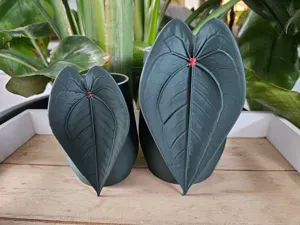 Eleganter Pflanztopf Anthurium Red Spider