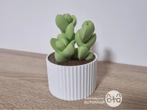 Succulets Box: Ice Plant (Corpuscularia Lehmannii)
