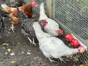 Fruit treat station for Chickens and Quails