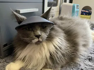 Cat Hat