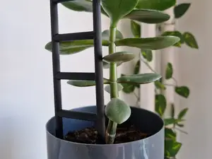 Plant support for a potted plant