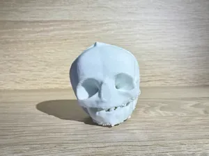 Fetal Human Skull Model (31st Week)