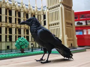 Preeing Raven