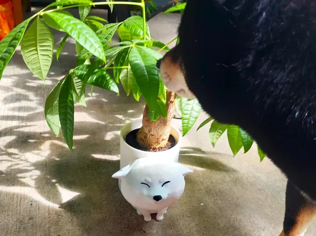 Happy Cartoon Shiba Inu Planter Pot Doge Puppy Dog — Image 2 of 17