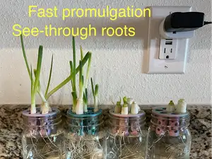 Green Onion Scallion Mason Jar Promulgation Regrow