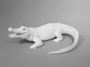 Crocodile - Aligator - Animal