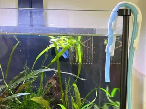 Aquarium Hose Guide