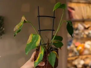 Plant support ladder