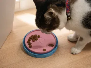 Ant Moat Pet Bowl (with Optional Slow-Feed)