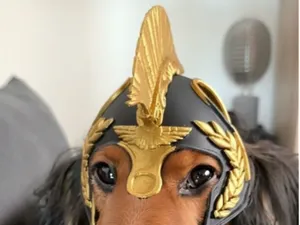Casco de armadura para mascota