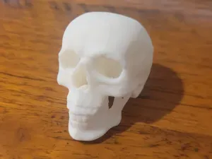 skull model