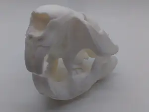 Beaver skull