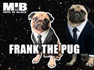 Frank the Pug – Men in Black