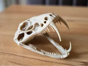 Giftschlangen Schädel | Venom Snake Skull
