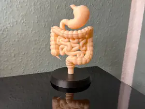 Anatomischer Magen - Darm - Trakt