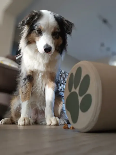 Dog treat rolling dispenser — Image 3 of 8