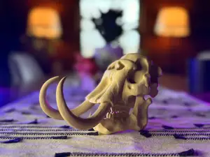 Mastodon Skull Fossil