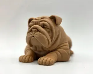 Laying English Bulldog