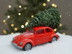 Christmas Tree Beetle
