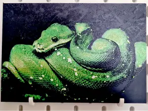 Morelia Viridis - Grüne Baumpython - Hueforge