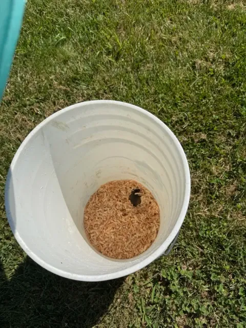 A Better (No-Kill) Mousetrap — Image 3 of 5