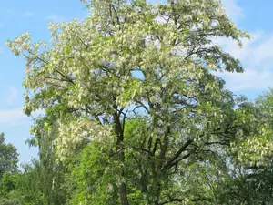 jabłko zsckr