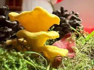 Mushroom Chanterelle