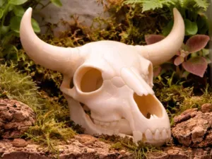 Bull Skull Hide