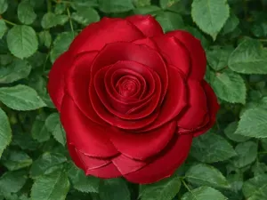 Elegant Red Rose Valentine’s Day Mother's Day 10cm