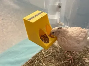 Compact Quail & Chick Feeder | Easy Refill