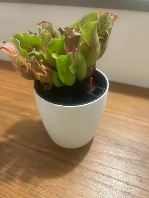 Vaso con indicatore d’acqua, piante sempre felici! — Фото 10 из 10
