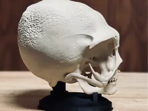 Hyperrealistic Alien Skull