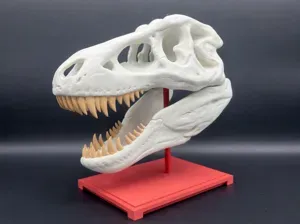 T-Rex Skull
