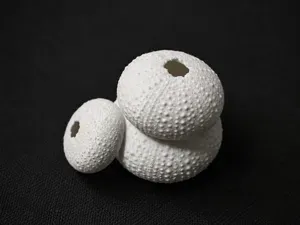 Sea Urchin Skeleton Trio