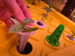 Net Cup Hydroponic Pod (VASEMODE 2Grams) Universal