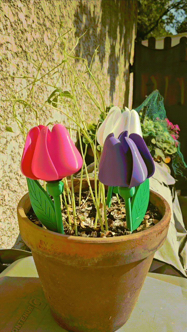 windmill flower