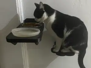 Wall mounted shelf cat feeder