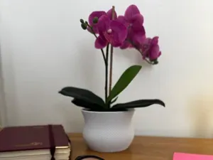 Modern Spiral Vase for Plants | Elegant 3D Printed
